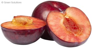 BEAUTY PLUM SEM-DWARF (3MONTH WARRANTY)