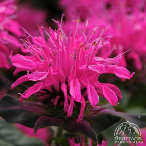 BEE BALM BALMY ROSE 1G