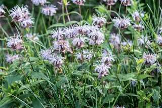 BEE BALM BEE BRIGHT 1G