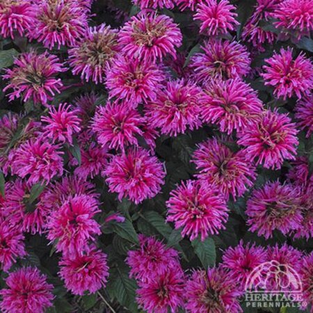 BEE BALM BUBBLEGUM BLAST 1G