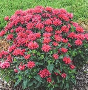 BEE BALM CHERRY POPS 1G