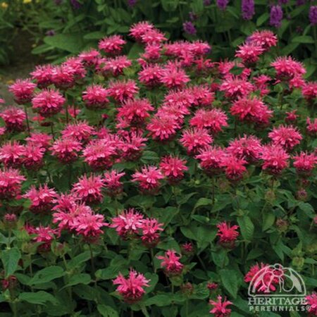 BEE BALM ELECTRIC NEON PINK 1G