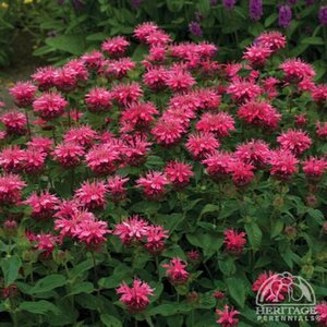 BEE BALM ELECTRIC NEON PINK 1G