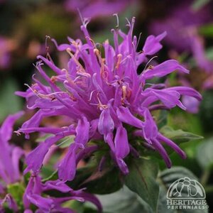 BEE BALM ELECTRIC NEON PURPLE 1G
