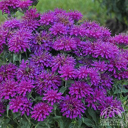 BEE BALM GRAPE GUMBALL 1G