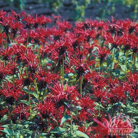 BEE BALM JACOB CLINE 1G