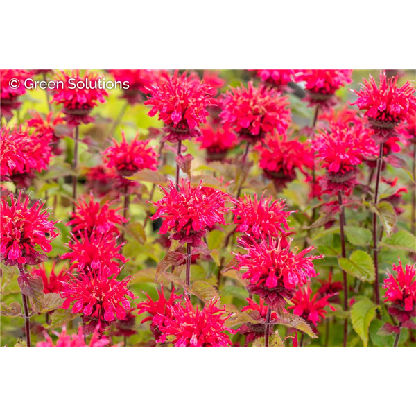 BEE BALM (MONARDA) BEEMINE RED 1G