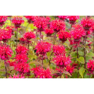 BEE BALM (MONARDA) BEEMINE RED 1G