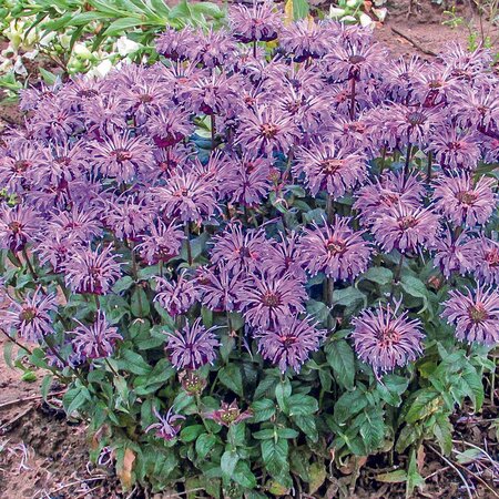 BEE BALM MONARDA BERRY TAFFY SUGAR BUZZ 1G