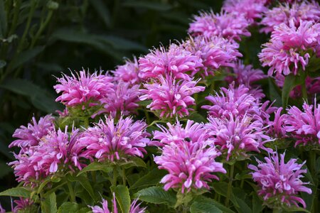 BEE BALM (MONDARDA) PARDON MY PINK 1G PW