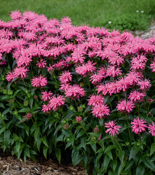 BEE BALM PINK CHENILLE PW 1G
