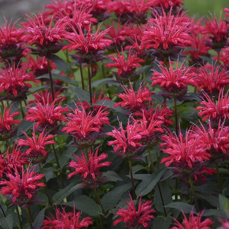 BEE BALM RED VELVET UPSCALE SERIES 8INCH