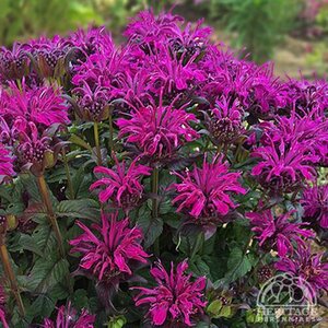 BEE BALM ROCKIN RASPBERRY 1G