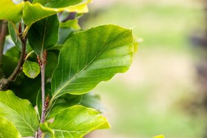 BEECH DAWYCK GOLD 175CM  - image 2