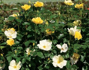 EASY BEE-ZY KNOCK OUT ROSE 2G (Yellow) (3 Month Warranty)