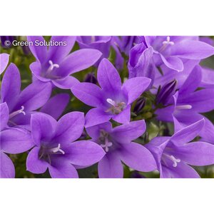 BELLFLOWER BIRCH HYBRID 4INCH