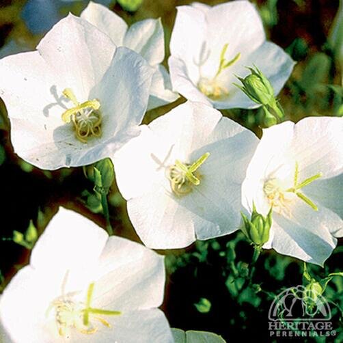 BELLFLOWER WHITE CLIPS 1G