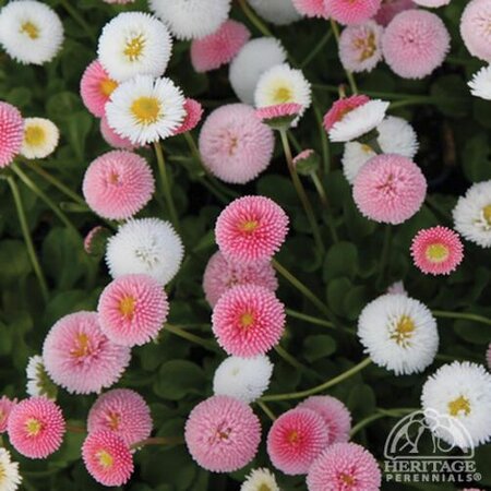 BELLIS POMPONETTE MIX 1G