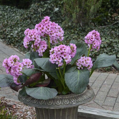 BERGENIA MISS PIGGY (PIGSQUEAK) 1G