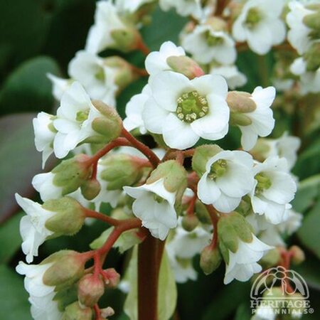 BERGENIA (PIGSQUEAK) BRESSINGHAM WHITE 1G