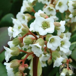 BERGENIA (PIGSQUEAK) BRESSINGHAM WHITE 1G