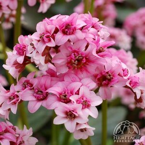 BERGENIA (PIGSQUEAK) DRAGON SAKURA