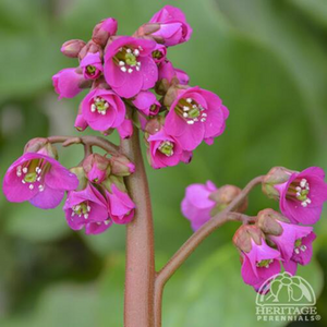 BERGENIA (PIGSQUEAK) WINTER GLOW 1G