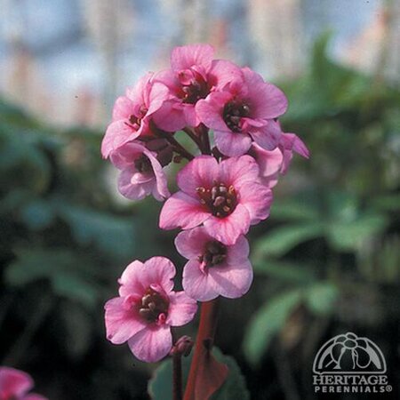 BERGENIA PINK DRAGONFLY 1G