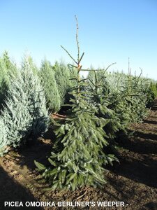 BERLINERS WEEPER SERBIAN SPRUCE 125CM