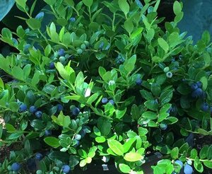 BERRIED TREASURE HUCKELBERRY