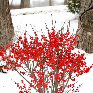 BERRY POPPINS HOLLY 2 GALLON 3 month warranty