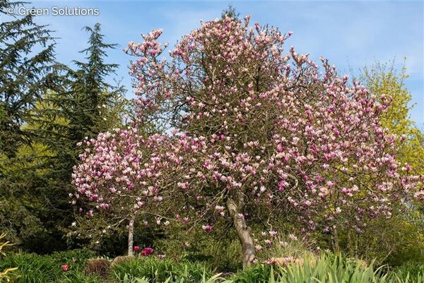 BETTY MAGNOLIA CLUMP 150CM