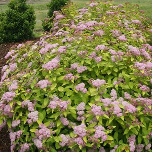 BIG BANG DOUBLE PLAY SPIREA 2 GAL - image 1