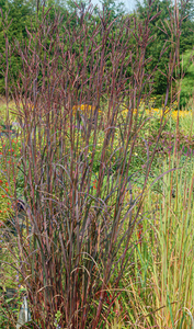 BIG BLUESTEM BLACKHAWKS 2G