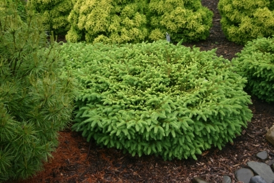 BIRD NEST SPRUCE 3G - Oxford Insta-Shade