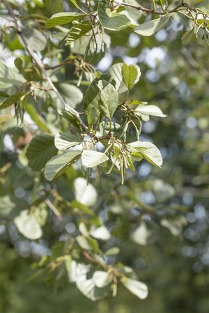 BLACK ALDER 175CM  - image 1