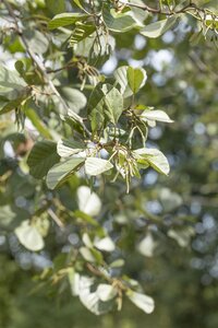 BLACK ALDER 175CM  - image 1