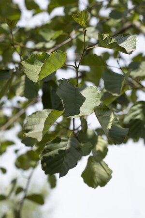 BLACK ALDER 175CM  - image 5