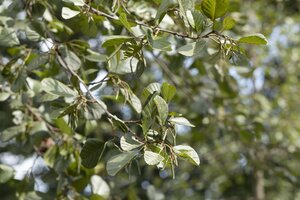 BLACK ALDER 175CM  - image 2