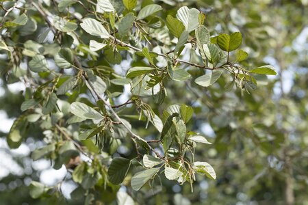 BLACK ALDER 175CM  - image 3