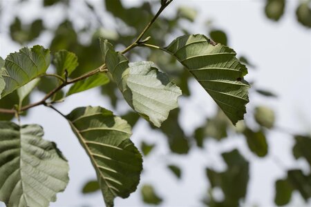 BLACK ALDER 175CM  - image 4