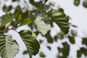 BLACK ALDER 175CM  - image 4