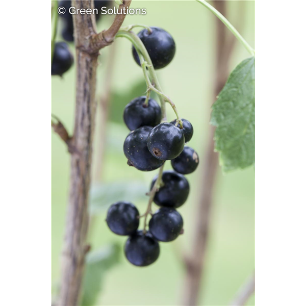 BLACK CURRANT BEN NEVIS 2G