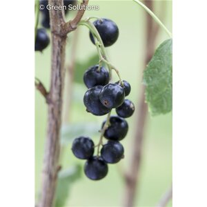 BLACK CURRANT BEN NEVIS 2G