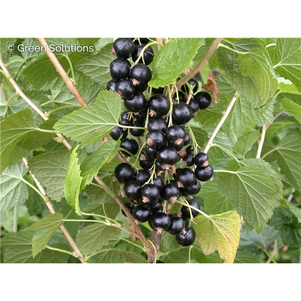 BLACK CURRANT CONSORT 2G