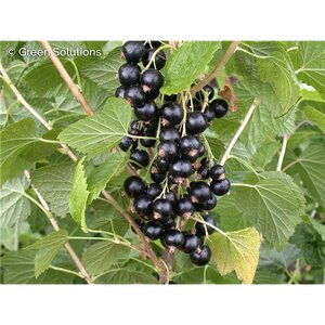BLACK CURRANT CONSORT 2G