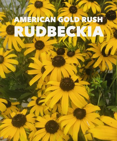 BLACK EYED SUSAN AMERICAN GOLD RUSH 1G