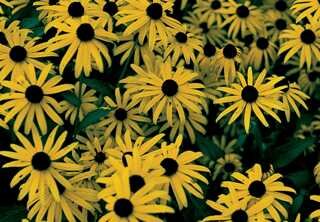 BLACK EYED SUSAN GOLDBLITZ 1G