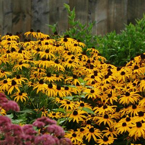 BLACK EYED SUSAN GOLDSTURM 1G