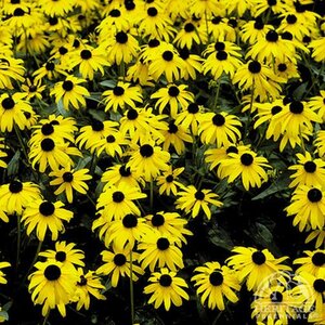 BLACK EYED SUSAN GOLDSTURM 2G